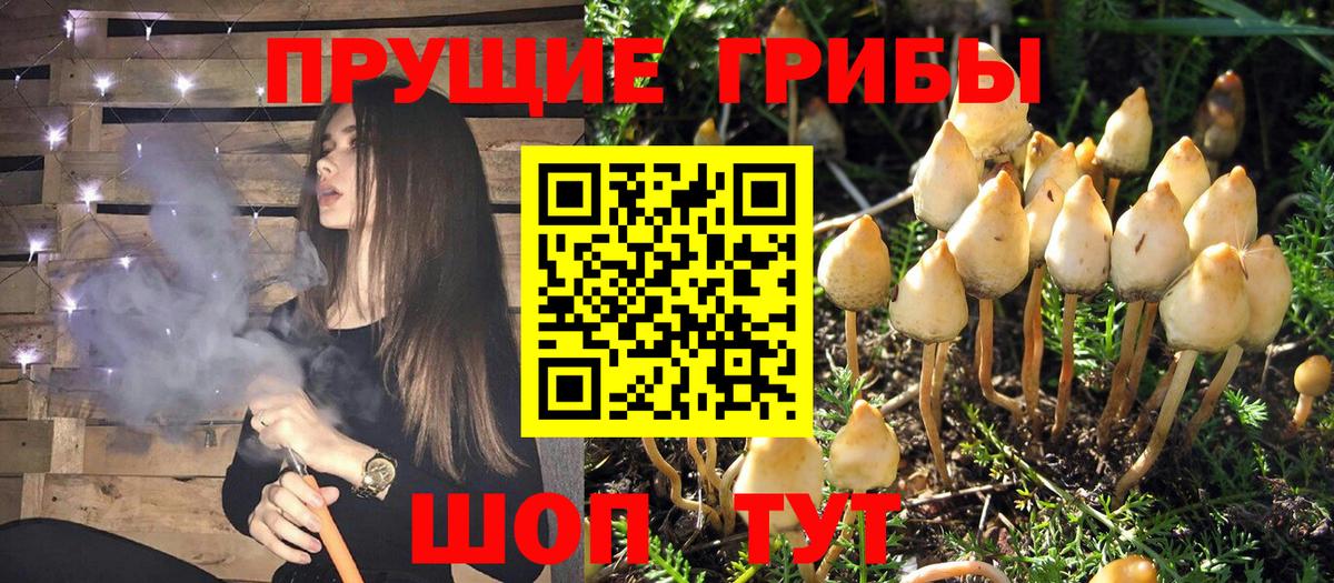 купить   Галлюциногенные грибы Psilocybe  Псилоцибиновые грибы Psilocybine cubensis  Вход с VPN  Будённовск 
